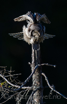 BB 13 0366 / Surnia ulula / Haukugle